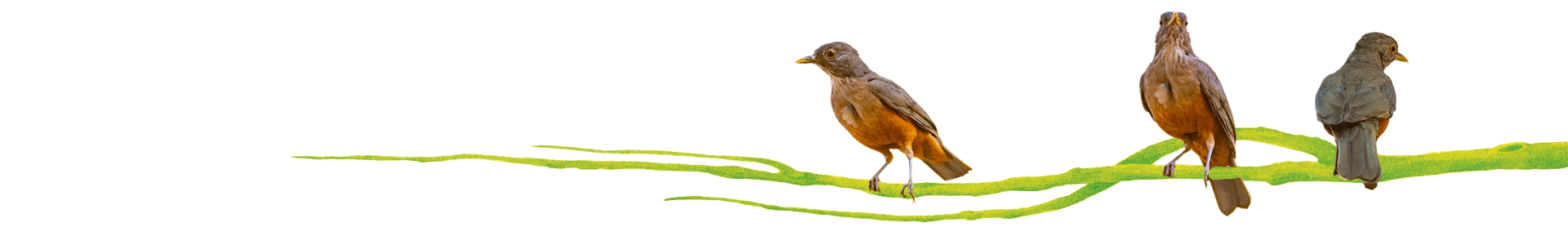 Official Bird of Brazil, Rufous-Bellied Thrush